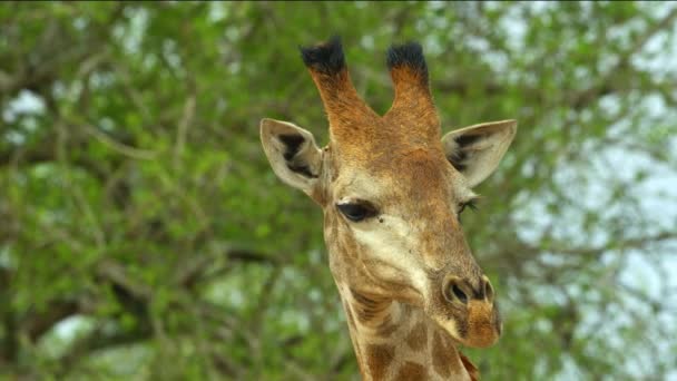 Beautiful Giraffe Wild Africa Savanna Wild Animal Wildlife Wild Nature — Stock Video