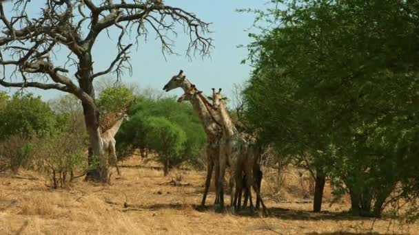 Стадо Жирафов Дикой Природе Саванна Дикая Анималь Дикая Жизнь Африка — стоковое видео