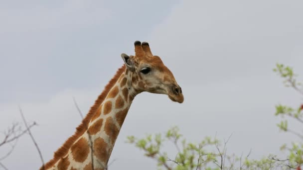 Beautiful Giraffe Wild Africa Savanna Wild Nature Wild Animal Wildlife — Video Stock
