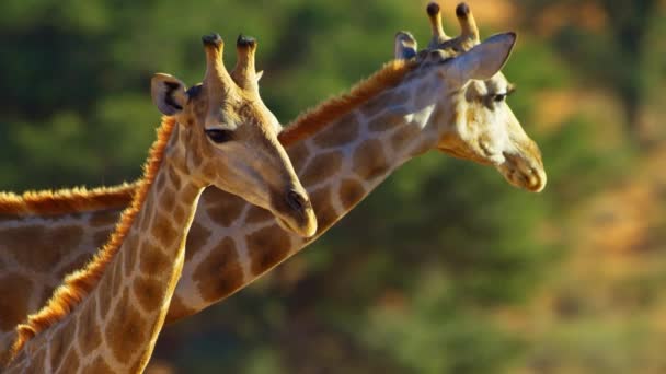 Beautiful Family Giraffes Wild Nature Africa Wild Animal Wildlife Savanna — Vídeo de Stock