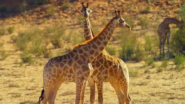 Beautiful Family Giraffes Wild Nature Africa Wildlife Wild Animal Savanna — Stockvideo