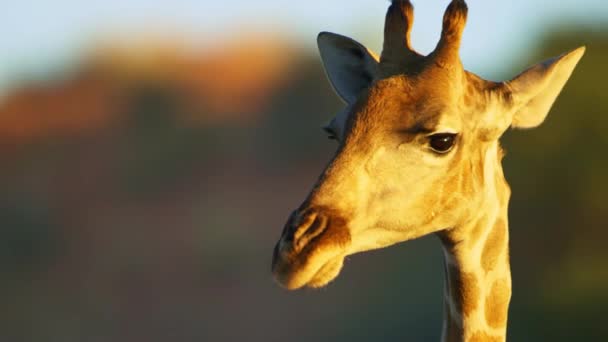 Жираф Дикій Природі Саванні Африці Дикій Природі Дикій Природі — стокове відео
