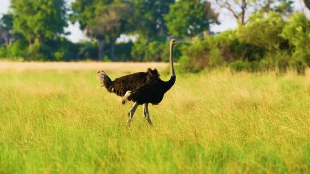 Ostrich Wild Botswana Southern Africa Wild Nature Wildlife Wild Birds — Vídeo de stock