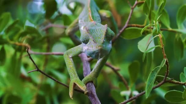 Chameleon Crawls on a Branch, Botswana, Southern Africa, Wild Nature, Wildlife, Wild Animal