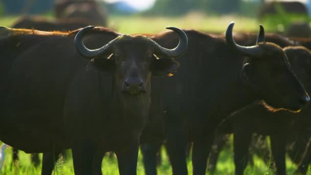 Beautiful Herd Buffalo Botswana Southern Africa Wildlife Wild Animal Wild — Vídeos de Stock