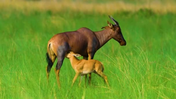 Beautiful Family Topi Antelope Botswana Southern Africa Wild Nature Wildlife — Stock Video