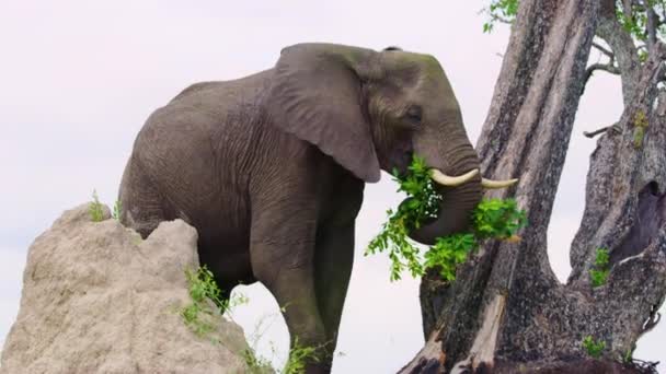 Elephant Wild Botswana Southern Africa Wildlife Wild Animal Wild Nature — Stockvideo