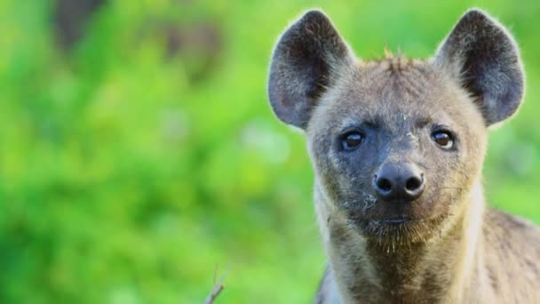 Beautiful Hyena Wild South Africa Savanna Wild Nature Wild Animal — Wideo stockowe