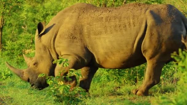 Носорог Дикой Природе Юар Саванна Дикая Природа Дикая Анималь Дикая — стоковое видео