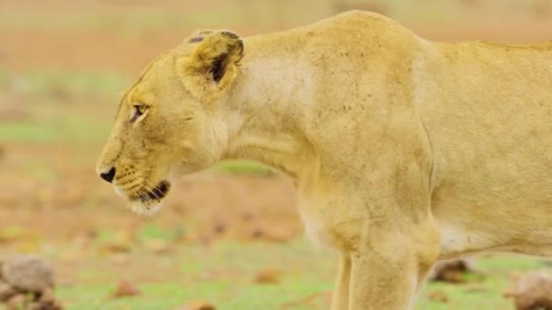 Lioness Wild South Africa Savanna Wild Nature Wild Animal Wildlife — ストック動画