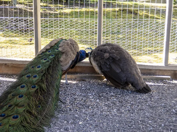 Sweet view of a male and female peacock nestled together inside of an animal pen on farm grounds