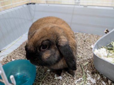 Çimen ve çiçeklerle dolu büyük bir kafesin içinde güzel, tüylü, kahverengi bir tavşana yaklaş.