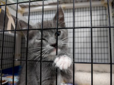 Bir hayvan barınağının içindeki köpek kulübesinin önüne bakan sevimli gri kedi yavrusu.