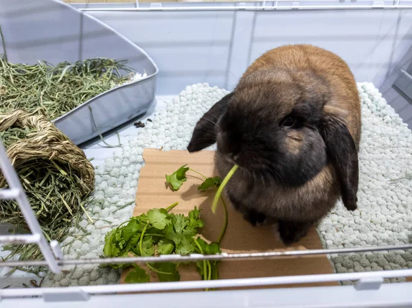 Close Beautiful Fuzzy Brown Domesticated Bunny Large Cage Filled Grass — Stock Photo, Image