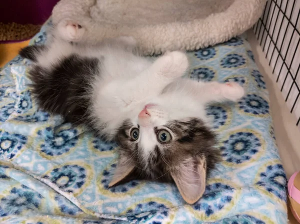 Sevimli gri ve beyaz kedi yavrusu sırt üstü yuvarlanıyor ve bir hayvan barınağının içindeki kafesin içinde ayaklarını tekmeliyor.