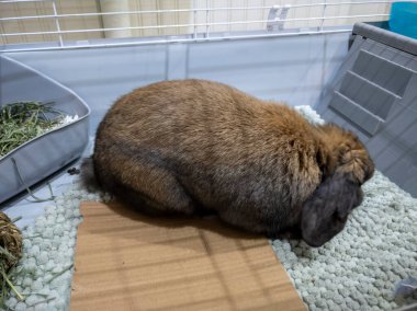 Güzel, tüylü, kahverengi bir tavşanı büyük bir kafeste evcilleştirin.