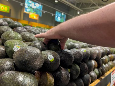 Seattle, WA USA - Ekim 2022: Bir kasaba ve taşra marketinde avokado yakalayan bir adamın yakın görüntüsü