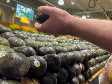 Seattle, WA USA - Ekim 2022: Bir kasaba ve taşra marketinde avokado yakalayan bir adamın yakın görüntüsü