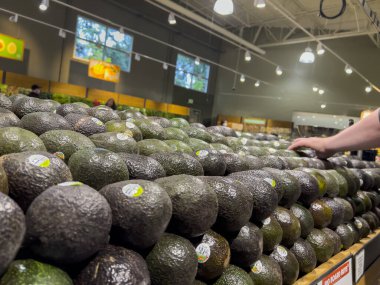 Seattle, WA USA - Ekim 2022: Bir kasaba ve taşra marketinde avokado yakalayan bir adamın yakın görüntüsü