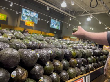 Seattle, WA USA - Ekim 2022: Bir kasaba ve taşra marketinde avokado yakalayan bir adamın yakın görüntüsü