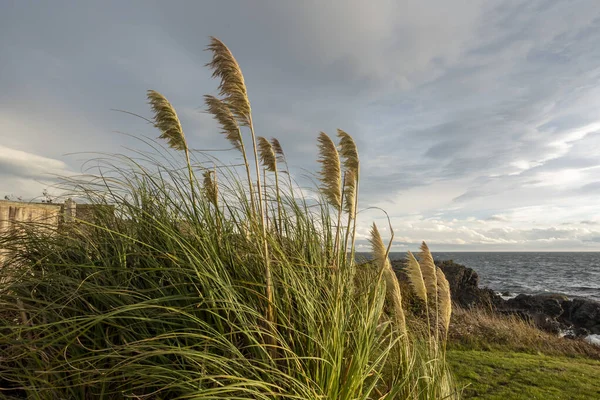 サンフアン島の日没時に風に吹かれる植物の葦のビューを閉じる — ストック写真