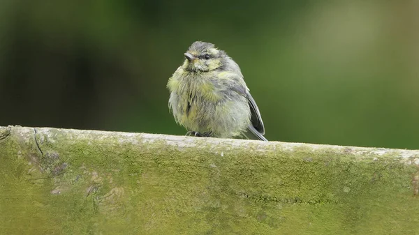 Blue Tit Chick Sitting Gate — 图库照片