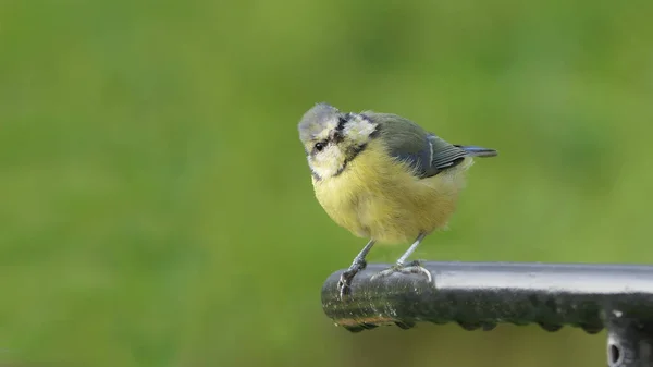 Blue Tit Chick Sitting Gate — Stockfoto