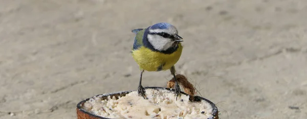 Blue Tit Eating Coconut Suet Shell Ground — Stockfoto