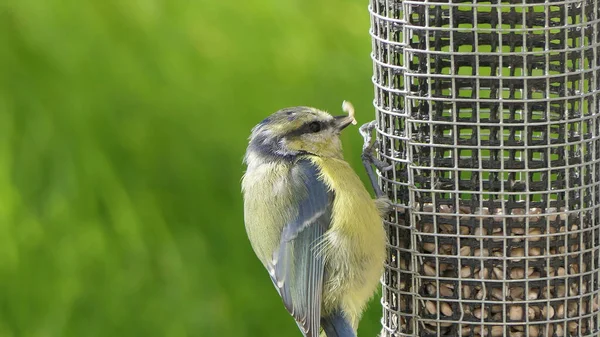 Blue Tit Feeding Bird Table — Fotografia de Stock