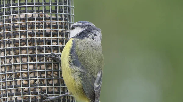 Blue Tit Feeding Tube Peanut Seed Feeder Bird Table — Stok fotoğraf