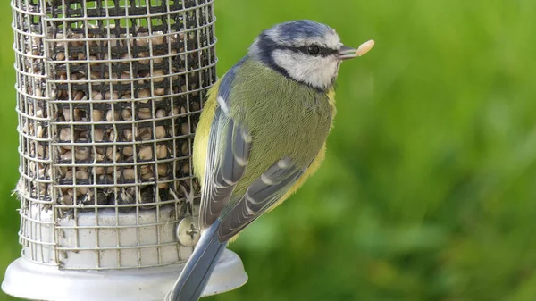 Blue Tit Feeding Tube Peanut Seed Feeder Bird Table — 图库照片