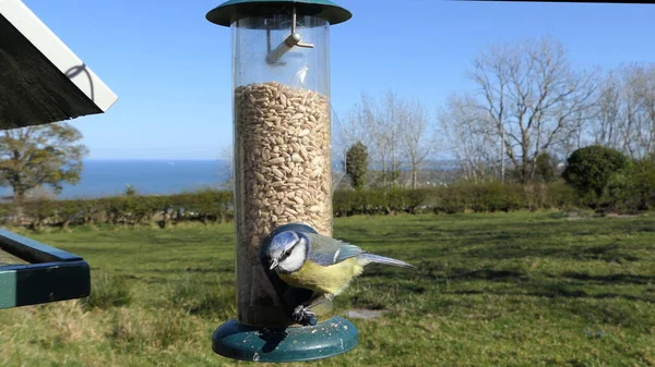 Blue Tit Feeding Tube Peanut Seed Feeder Bird Table — Fotografia de Stock