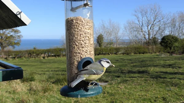 Blue Tit Feeding Tube Peanut Seed Feeder Bird Table — Stock Photo, Image