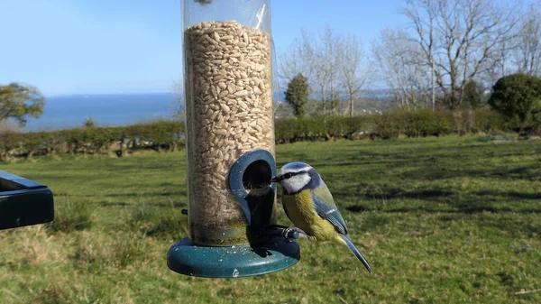 Blue Tit Feeding Tube Peanut Seed Feeder Bird Table — Photo