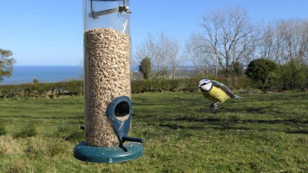 Blue Tit feeding from a Tube peanut seed Feeder on a bird table