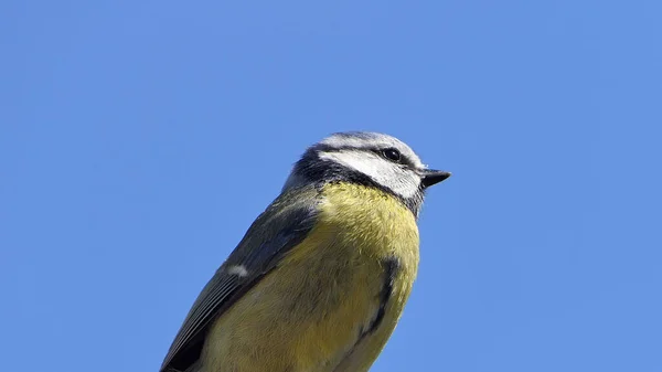 Blue Tit Blue Sky Background — Stock fotografie