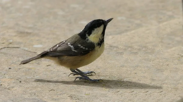 Coal Tit Feeding Bird Table — Photo