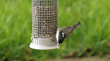 Coal Tit feeding from a Tube peanut seed Feeder in UK