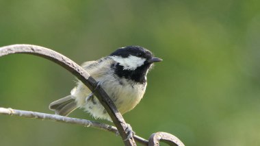 Coal Tit sitting on a gate in a wood in UK