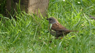 Dunnock yerde yiyecek arıyor.
