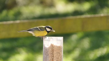 Great Tit feeding from a bird table in the UK