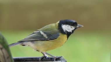 Great Tit sitting on a fence in the UK