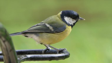 Great Tit sitting on a fence in the UK