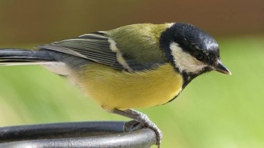 Great Tit sitting on a fence in the UK