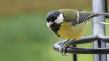 Great Tit sitting on a fence in the UK