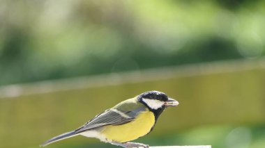 Great Tit sitting on a fence in the UK