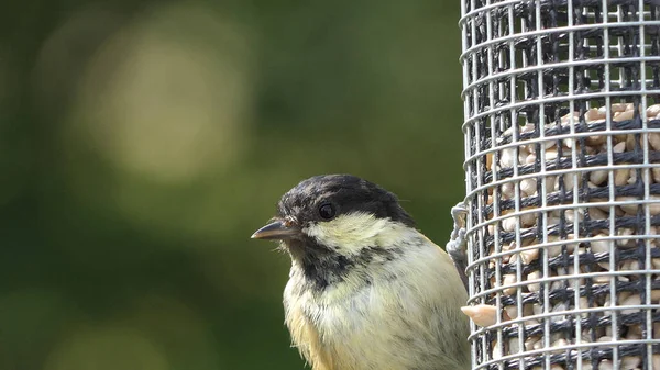 Coal Tit Feeding Tube Feeder Bird Table — Stok fotoğraf