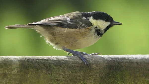 Coal Tit Sitting Gate — 图库照片