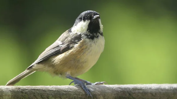 Coal Tit Sitting Gate — Stock Photo, Image