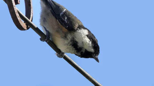 Coal Tit Sitting Gate Wood Blue Background — Fotografia de Stock